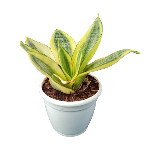 Snake plants, Sansevieria golden hahnii