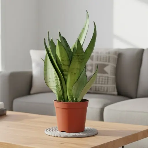 Snake plants, Sansevieria sea bubble