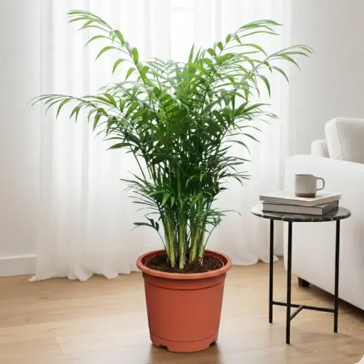 Parlor palm, Chamaedorea elegans