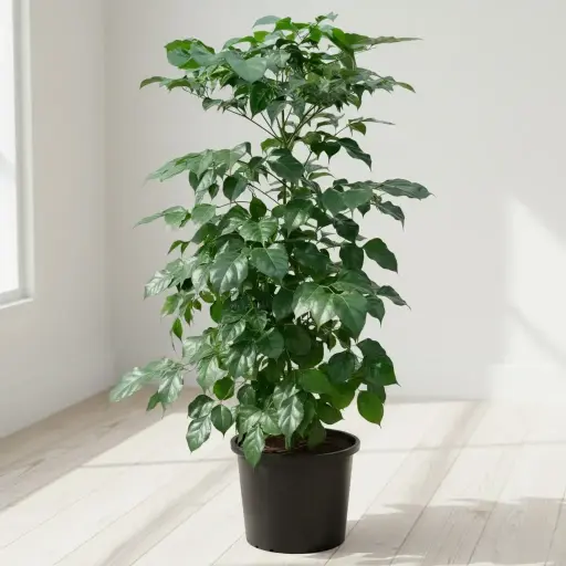 चायना डॉल, रेडमचेरा सिनिका 