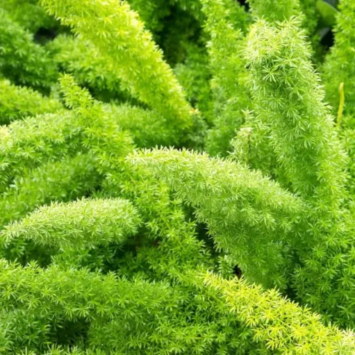 फॉक्सटेल फर्न, अस्परॅगस डेंसिफ्लोरस