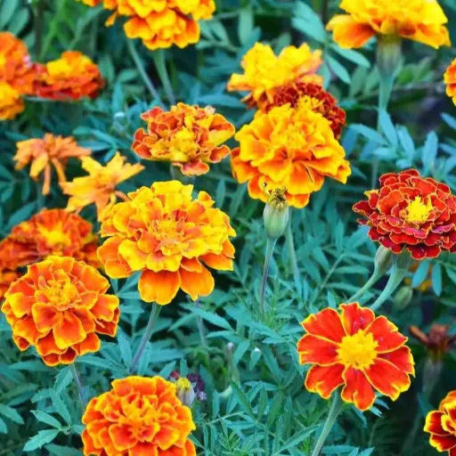 French marigold, Tagetes patula