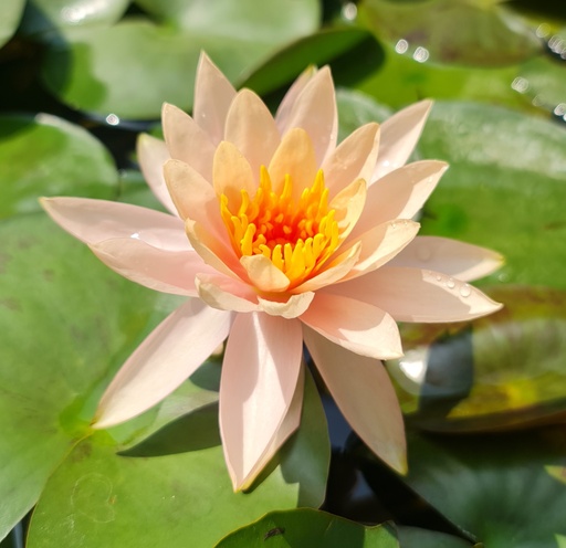 Water lily, Nymphea apricot