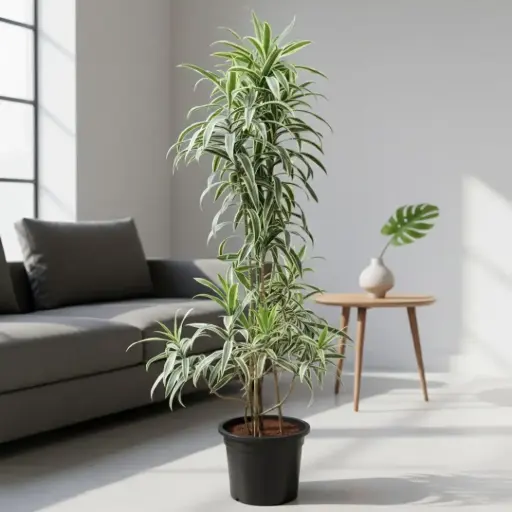Song of India, Dracaena reflexa