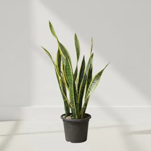 Snake Plant, Sansevieria trifasciata laurentii