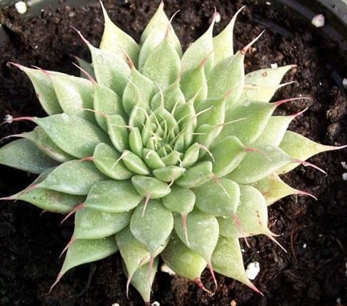 [PLSL ECGF PT 0008  326ml] Echeveria graptopetalum filiferum