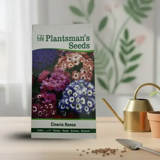 Seed Cineraria Hansa