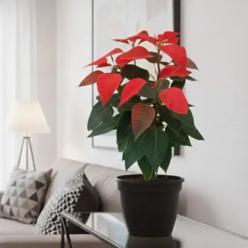 Poinsettia Sharad, Euphorbia pulcherrima