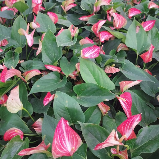 Anthurium andraeanum paint brush
