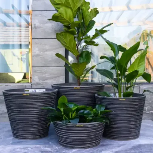 पॉट कार्व्हड लाइन्स सी