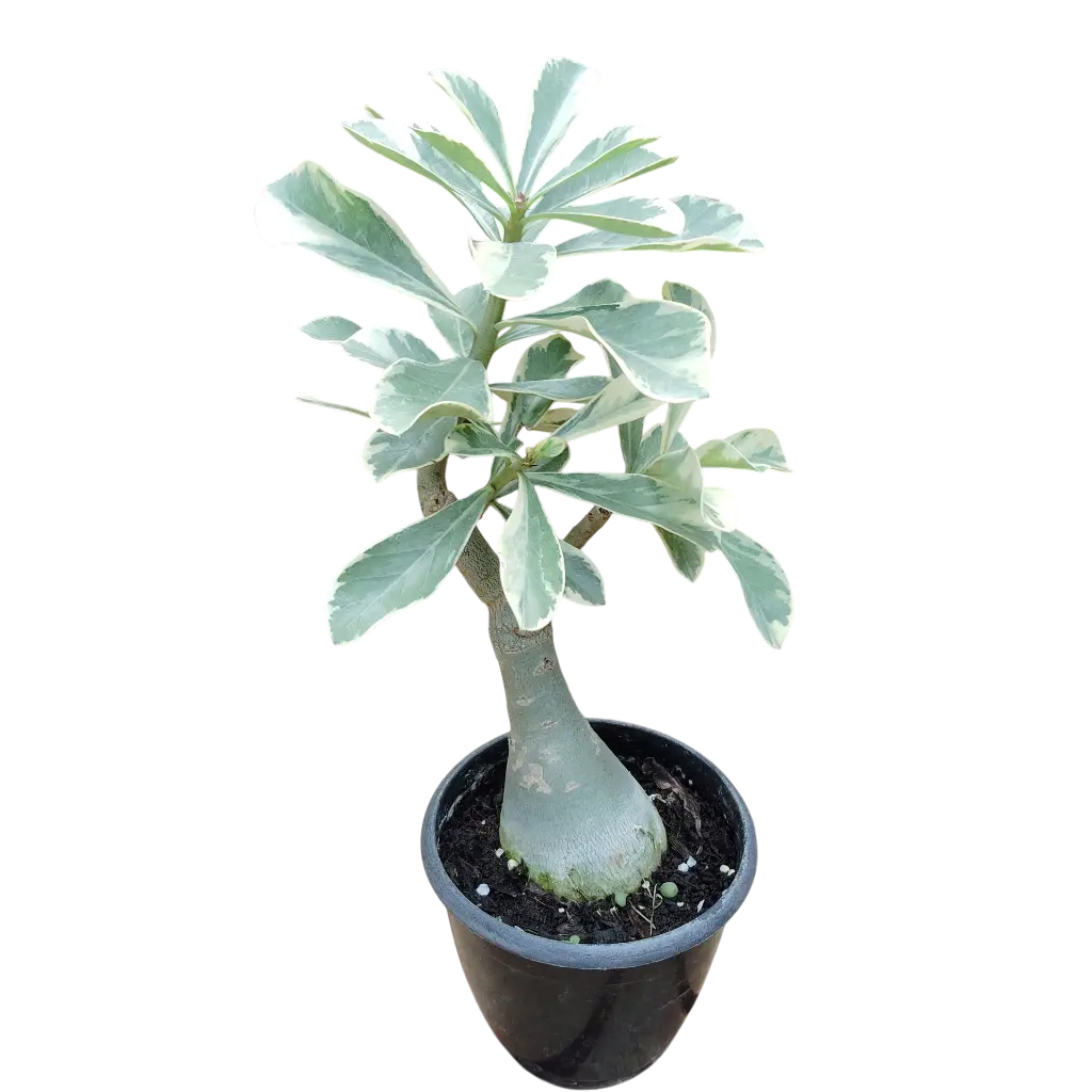 IMG_20251106_142353 (1).webp