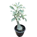 IMG_20251106_142353 (1).webp