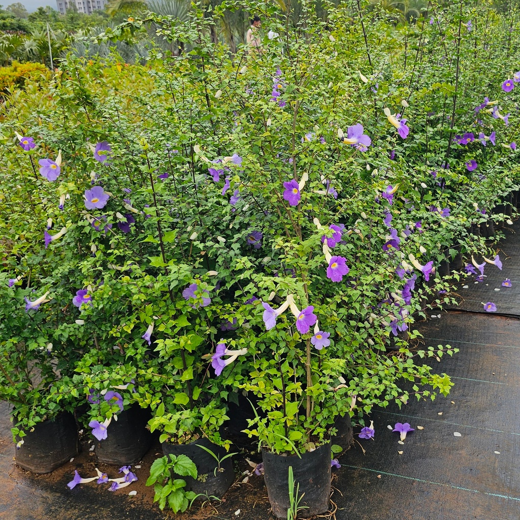 Meyenia erecta, bush clock vine, Thunbergia erecta
