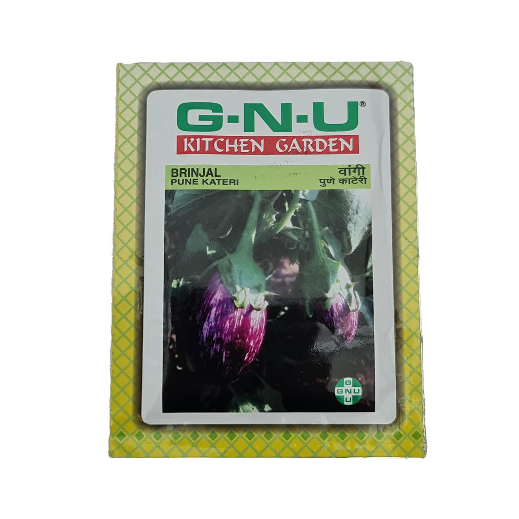 Seed Brinjal Puneri Kateri 10 gm