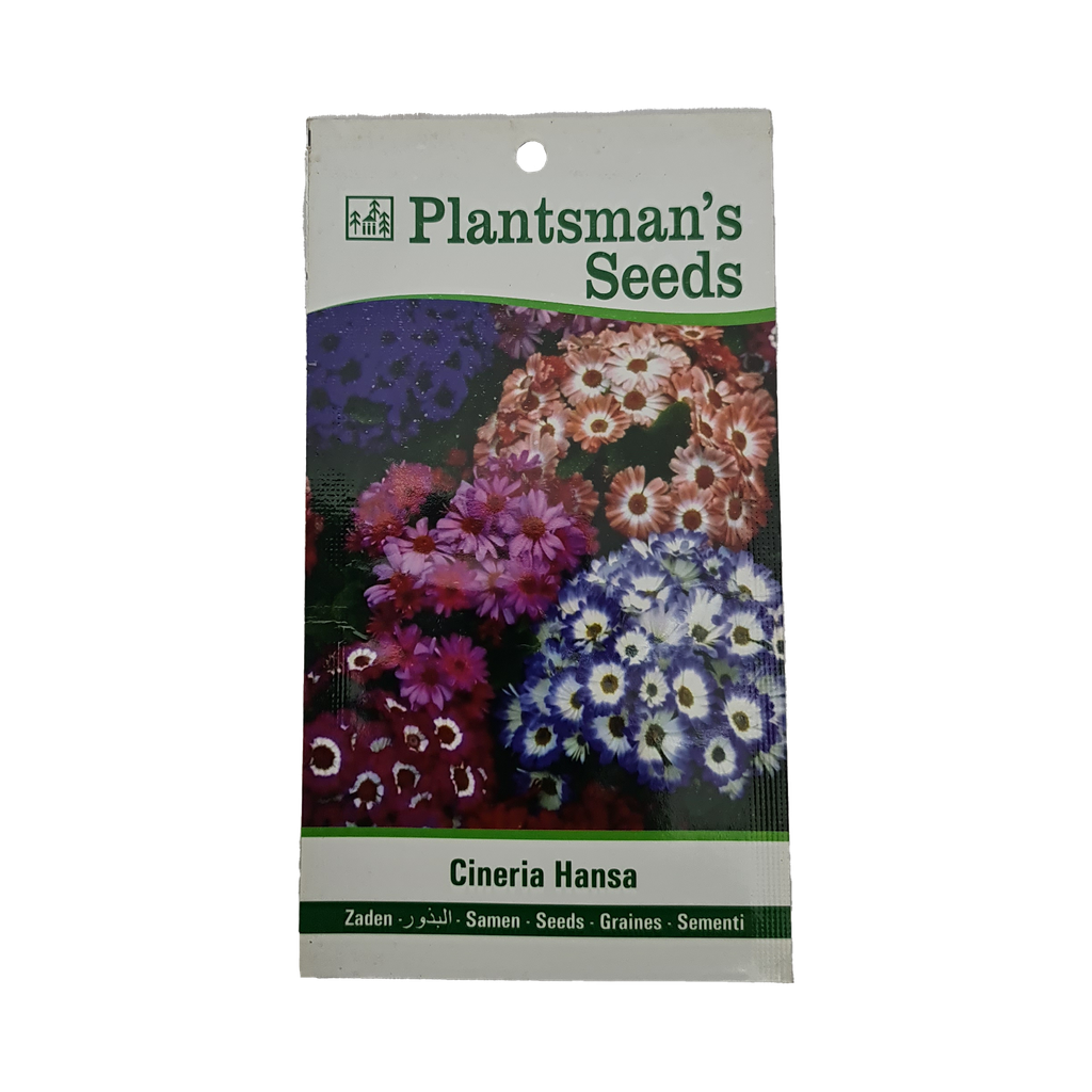 Seed Cineraria Hansa
