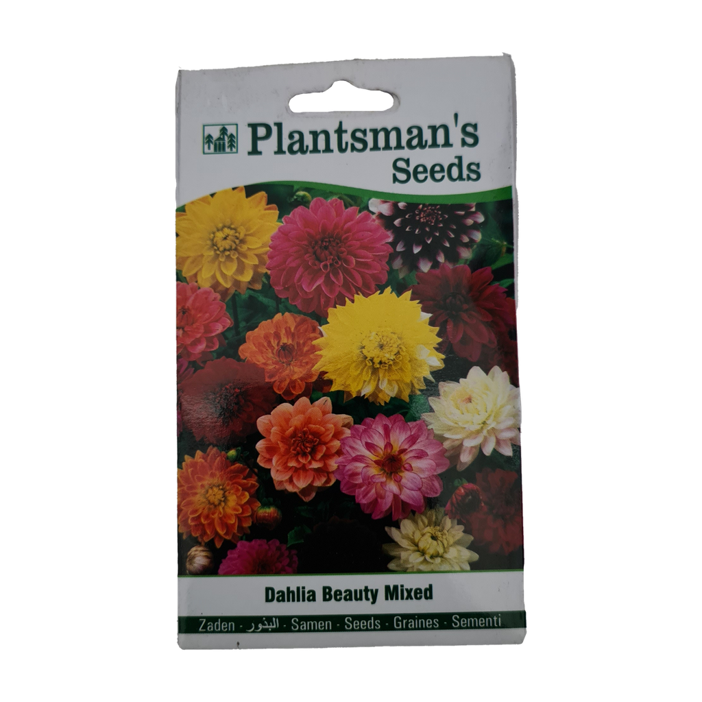 Seed Dahlia