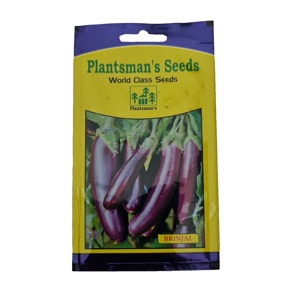 Seed Brinjal