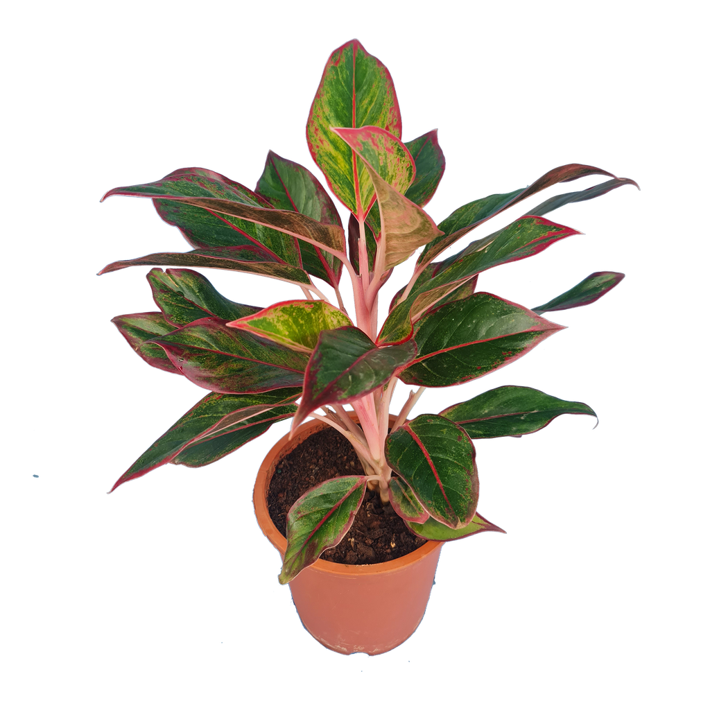 Aglaonema lipstick