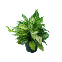 Aglaonema snow white