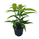 Spotted dracena, Dracena Surculosa