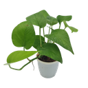 Money Plant green, Epipremnum aureum jade