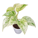 Epipremnum aureum marble queen