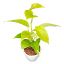 Money plant golden, Epipremnum aureum Neon