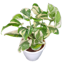 Scindapsus N’Joy, Epipremnum aureum 'N'Joy'