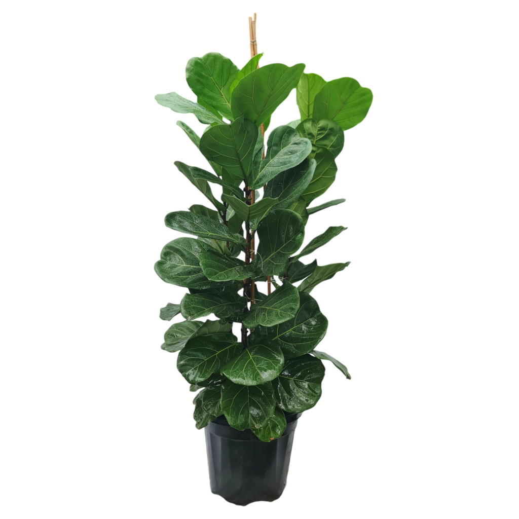 Fiddle leaf fig, Ficus lyrata