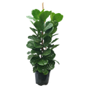 Fiddle leaf fig, Ficus lyrata