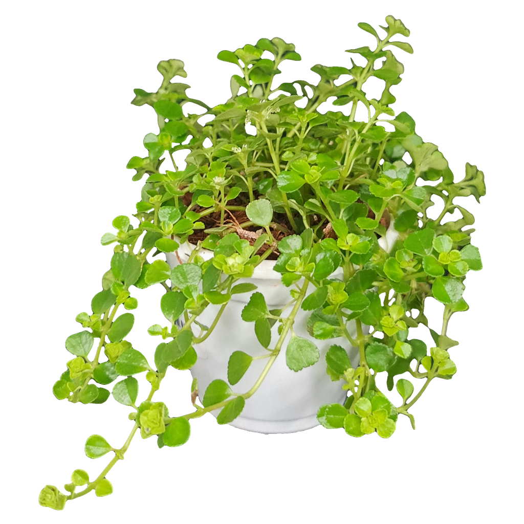 Baby's tears, Helxine soleirolii