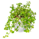 Baby's tears, Helxine soleirolii