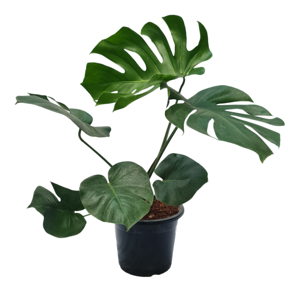 Swiss cheese plant, Monstera deliciosa