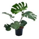 Swiss cheese plant, Monstera deliciosa