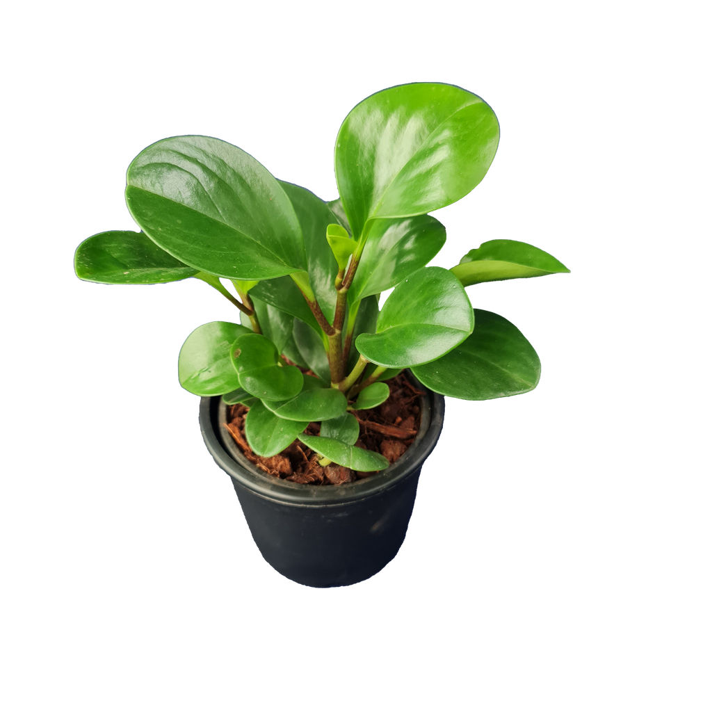 Baby rubber plant, Peperomia obtusifolia green