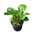 Baby rubber plant, Peperomia obtusifolia green