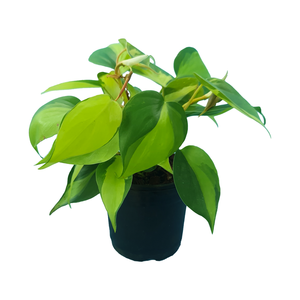 Philodendron Brazil, Philodendron scandens variegata