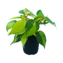 Philodendron Brazil, Philodendron scandens variegata