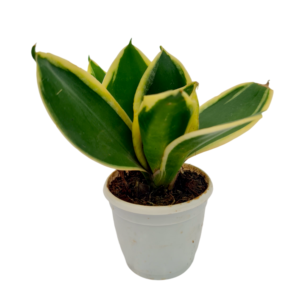 Snake plants, Sansevieria trifasciata lotus