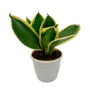 Snake plants, Sansevieria trifasciata lotus