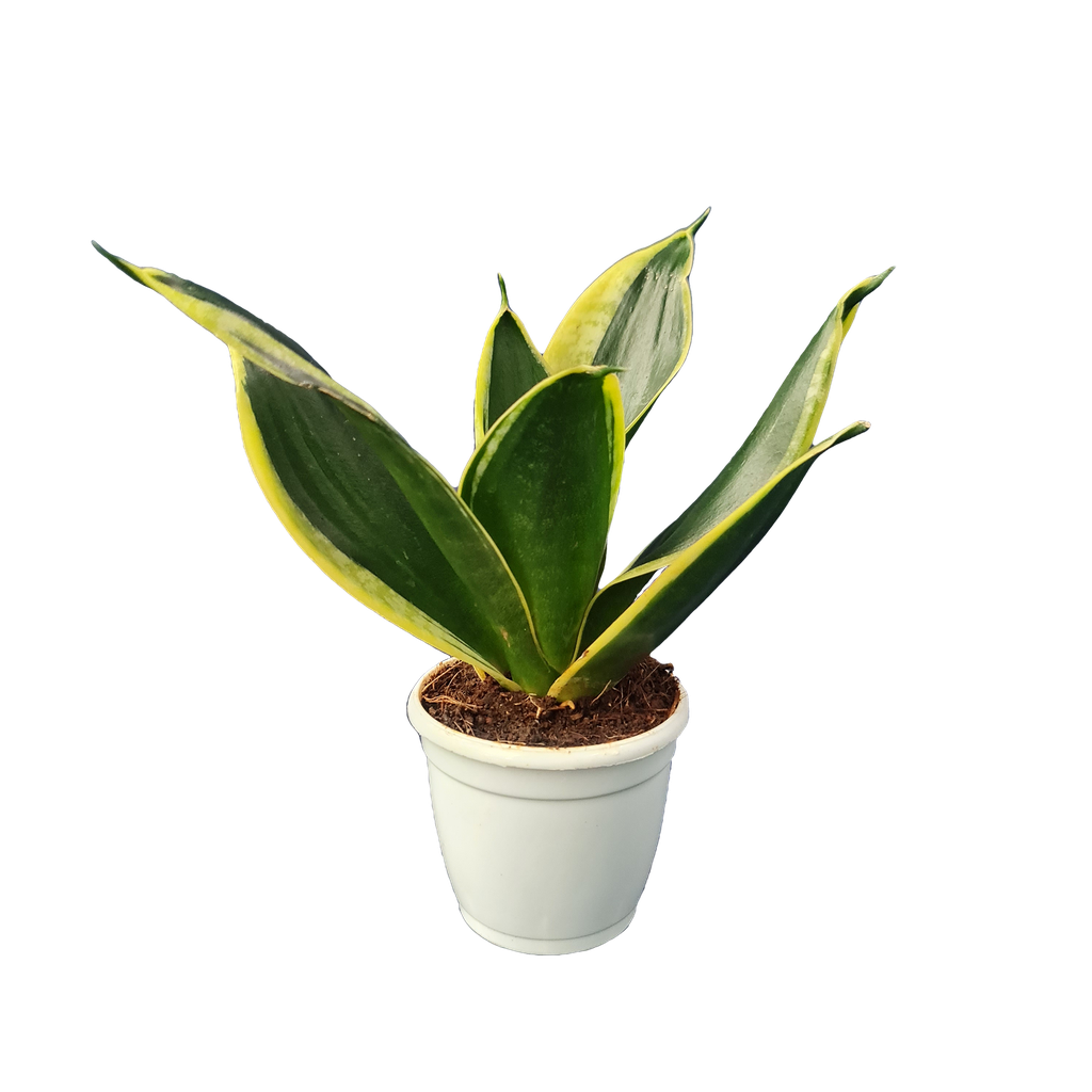 Snake plants, Sansevieria futura superba