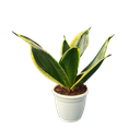 Snake plants, Sansevieria futura superba