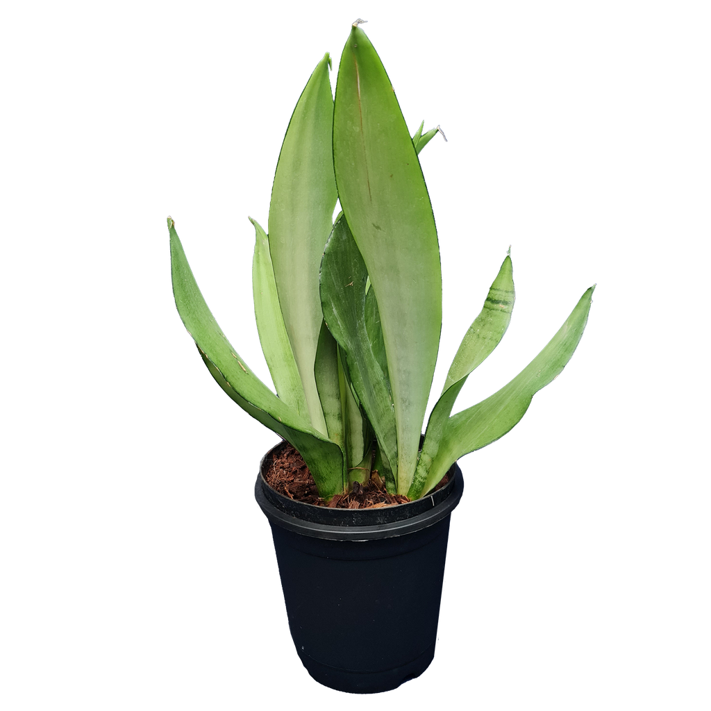 Snake plants, Sansevieria moonshine