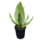 Snake plants, Sansevieria moonshine