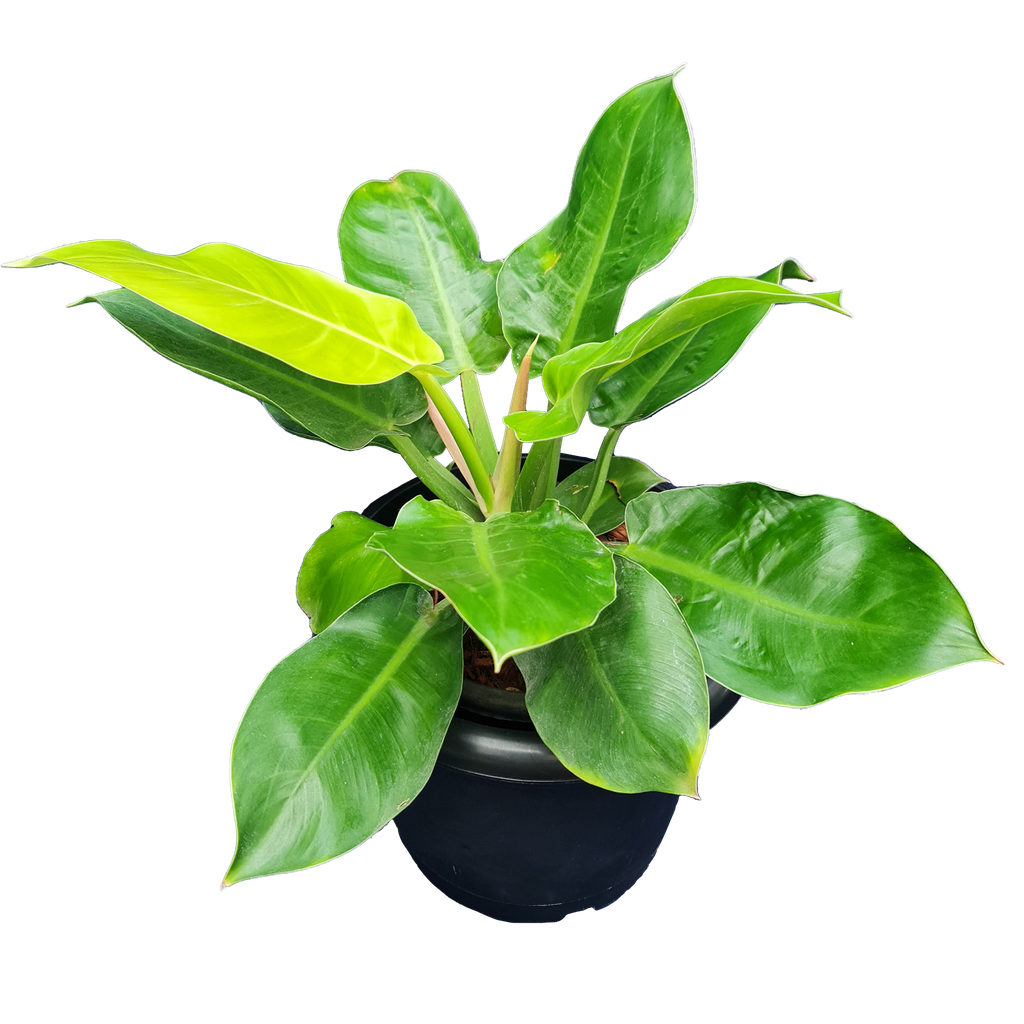 Philodendron moonshine