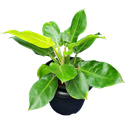 Philodendron moonshine