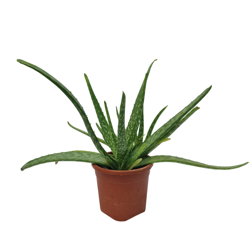 Korfad, Aloe Vera