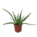 Korfad, Aloe Vera