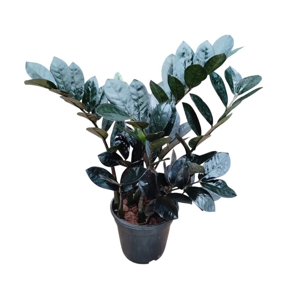 Black zamia, ZZ plants, Zamioculcas zamiifolia raven