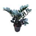 Black zamia, ZZ plants, Zamioculcas zamiifolia raven